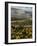 Morning Light over the Fields of Winter Wheat above the Tuscan Landscape-Terry Eggers-Framed Photographic Print