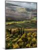 Morning Light over the Fields of Winter Wheat above the Tuscan Landscape-Terry Eggers-Mounted Photographic Print