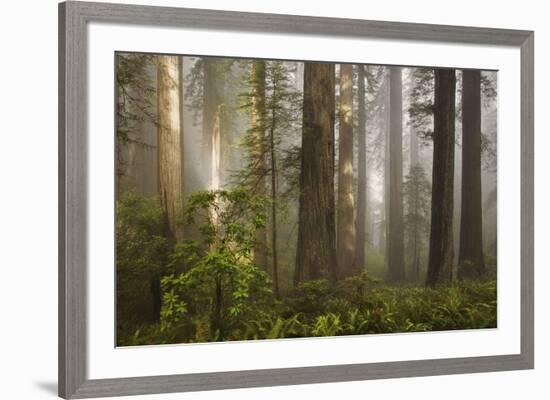 Morning Light-David Winston-Framed Art Print