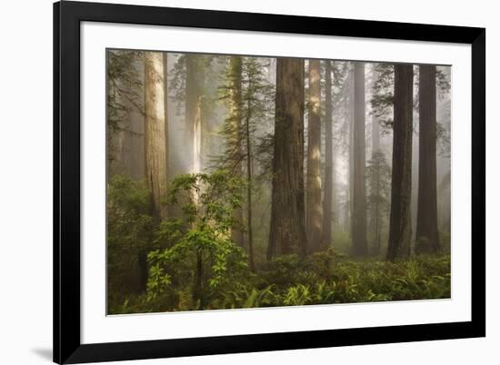 Morning Light-David Winston-Framed Art Print