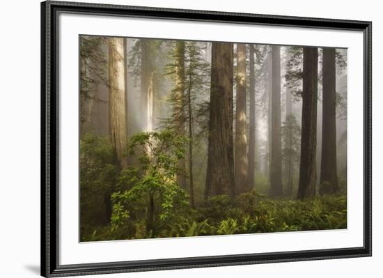 Morning Light-David Winston-Framed Art Print