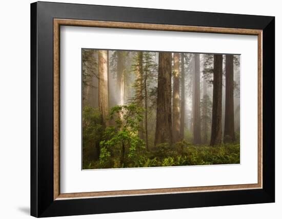 Morning Light-David Winston-Framed Giclee Print