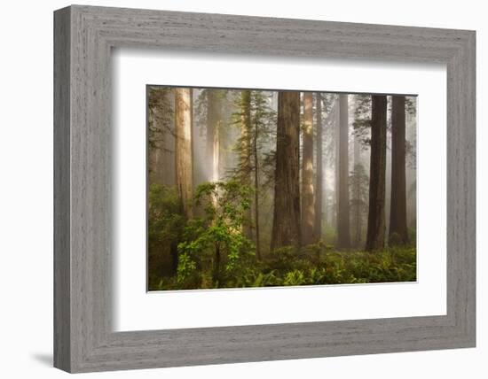 Morning Light-David Winston-Framed Giclee Print