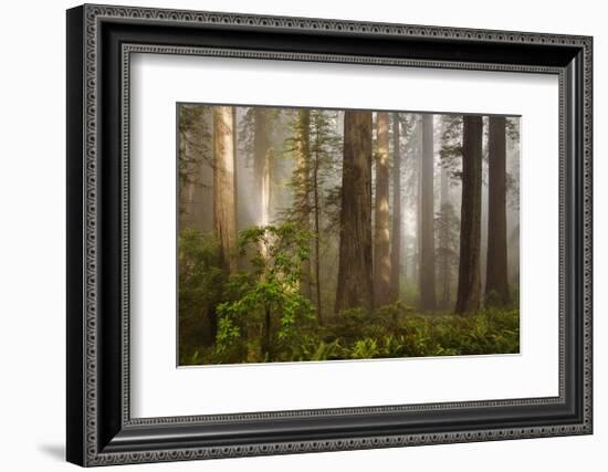 Morning Light-David Winston-Framed Giclee Print