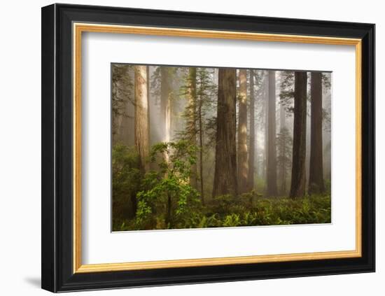 Morning Light-David Winston-Framed Giclee Print