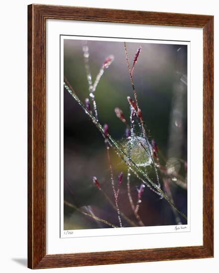 Morning Light-Michelle Wermuth-Framed Giclee Print