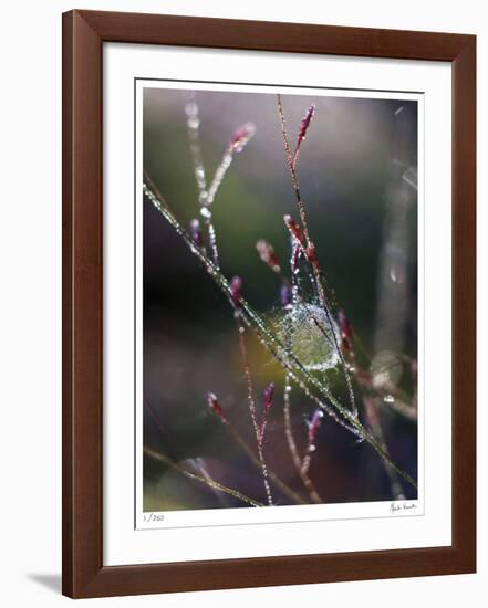 Morning Light-Michelle Wermuth-Framed Giclee Print