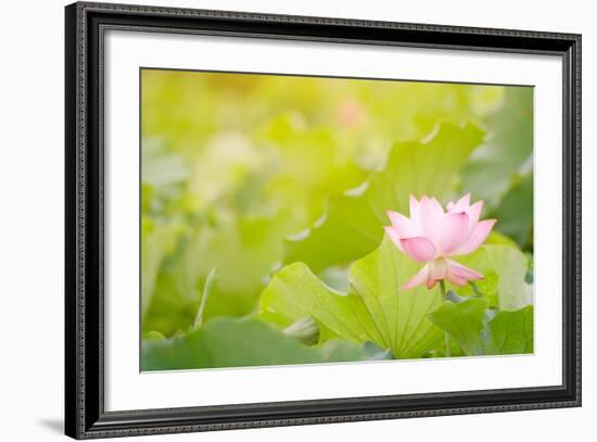 Morning Lotus Flower in the Farm under Warm Sunlight-elwynn-Framed Art Print