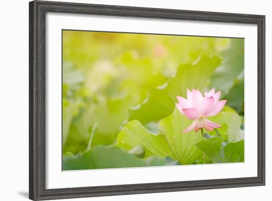 Morning Lotus Flower in the Farm under Warm Sunlight-elwynn-Framed Art Print