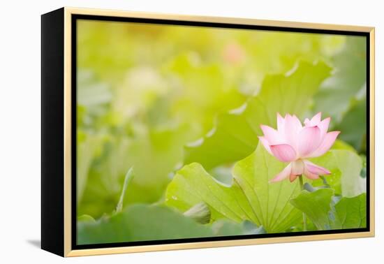 Morning Lotus Flower in the Farm under Warm Sunlight-elwynn-Framed Stretched Canvas