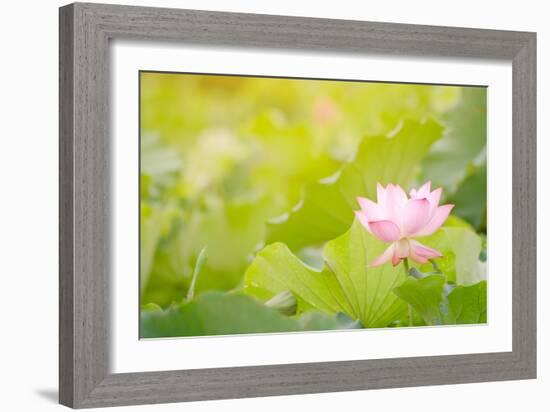 Morning Lotus Flower in the Farm under Warm Sunlight-elwynn-Framed Art Print