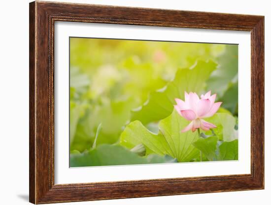 Morning Lotus Flower in the Farm under Warm Sunlight-elwynn-Framed Art Print