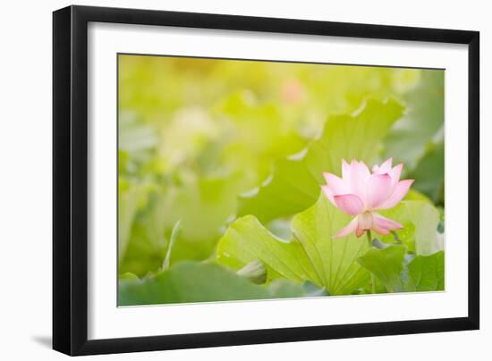 Morning Lotus Flower in the Farm under Warm Sunlight-elwynn-Framed Art Print