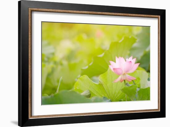 Morning Lotus Flower in the Farm under Warm Sunlight-elwynn-Framed Art Print