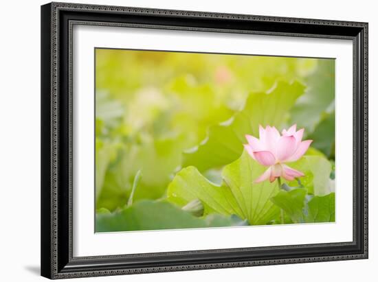 Morning Lotus Flower in the Farm under Warm Sunlight-elwynn-Framed Art Print