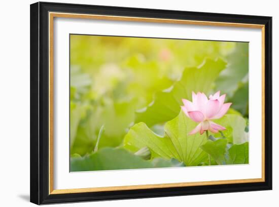 Morning Lotus Flower in the Farm under Warm Sunlight-elwynn-Framed Art Print