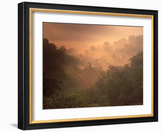 Morning Mist Amid Trees, Missouri, USA-Gayle Harper-Framed Photographic Print
