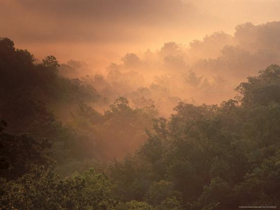 Morning Mist Amid Trees Missouri Usa Photographic Print Gayle Harper Art Com