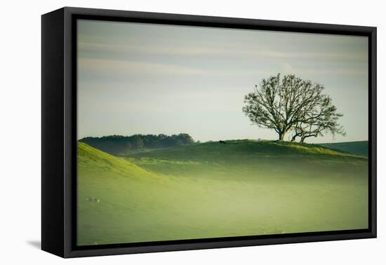 Morning Mist and Tree, Petaluma, Sonoma County, California-Vincent James-Framed Premier Image Canvas