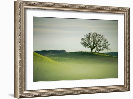Morning Mist and Tree, Petaluma, Sonoma County, California-Vincent James-Framed Photographic Print
