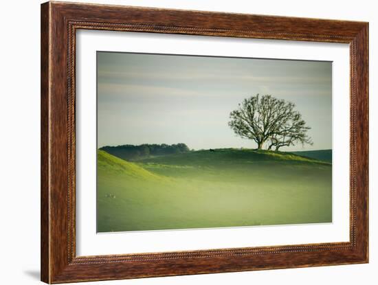 Morning Mist and Tree, Petaluma, Sonoma County, California-Vincent James-Framed Photographic Print