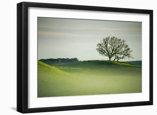 Morning Mist and Tree, Petaluma, Sonoma County, California-Vincent James-Framed Photographic Print