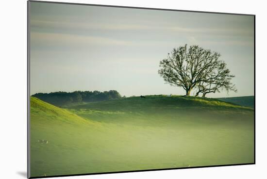 Morning Mist and Tree, Petaluma, Sonoma County, California-Vincent James-Mounted Photographic Print