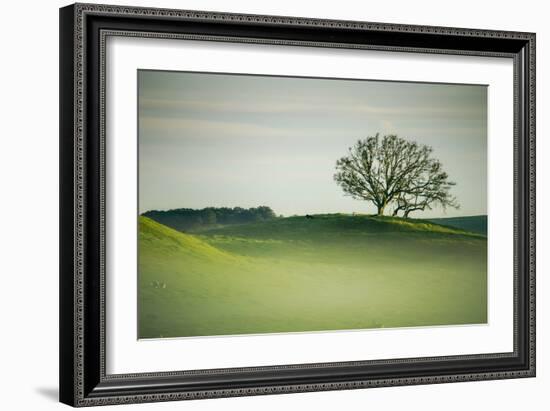 Morning Mist and Tree, Petaluma, Sonoma County, California-Vincent James-Framed Photographic Print