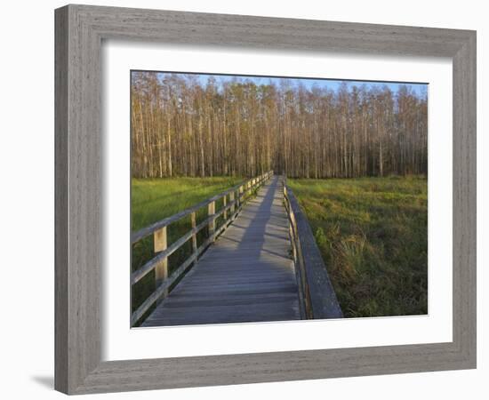 Morning mist at the Corkscrew Swamp Sanctuary boardwalk, Florida-Maresa Pryor-Framed Photographic Print