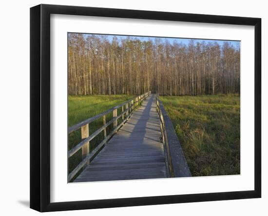 Morning mist at the Corkscrew Swamp Sanctuary boardwalk, Florida-Maresa Pryor-Framed Photographic Print