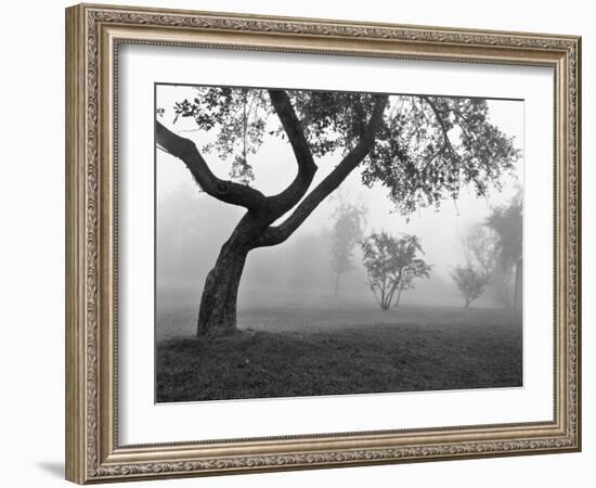 Morning Mist, Farmington Hills, Michigan 82-Monte Nagler-Framed Photographic Print