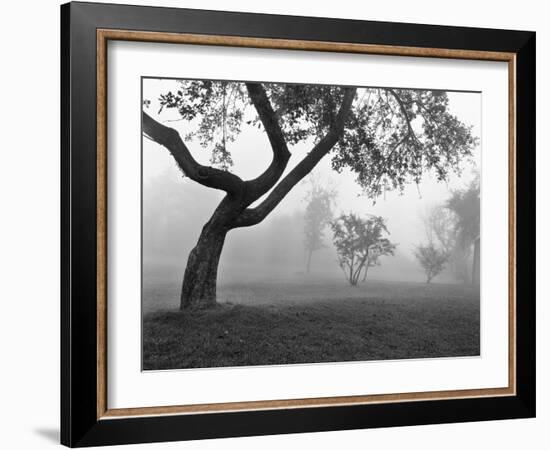 Morning Mist, Farmington Hills, Michigan 82-Monte Nagler-Framed Photographic Print