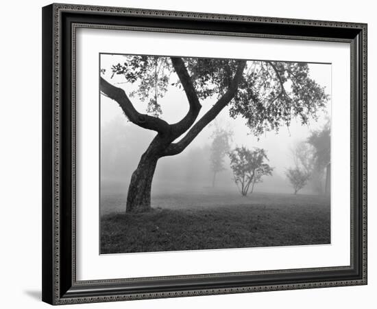 Morning Mist, Farmington Hills, Michigan 82-Monte Nagler-Framed Photographic Print