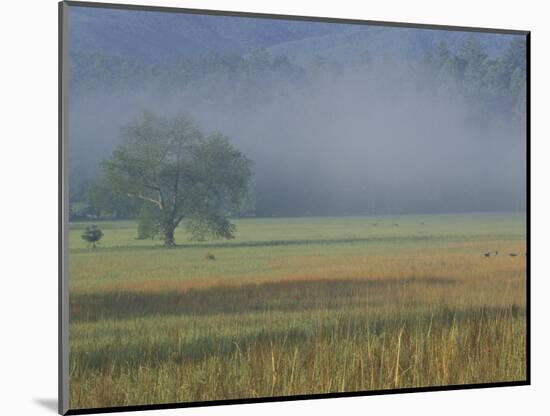 Morning Mist in Cades Cove, Great Smoky Mountains National Park, Tennessee, USA-Adam Jones-Mounted Photographic Print