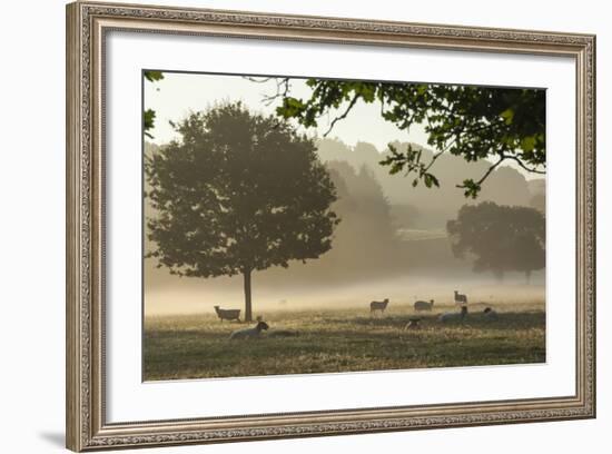 Morning Mist, Sheep Feeding, Eden Valley, Cumbria, England, United Kingdom, Europe-James Emmerson-Framed Photographic Print