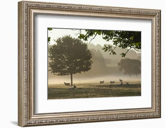 Morning Mist, Sheep Feeding, Eden Valley, Cumbria, England, United Kingdom, Europe-James Emmerson-Framed Photographic Print