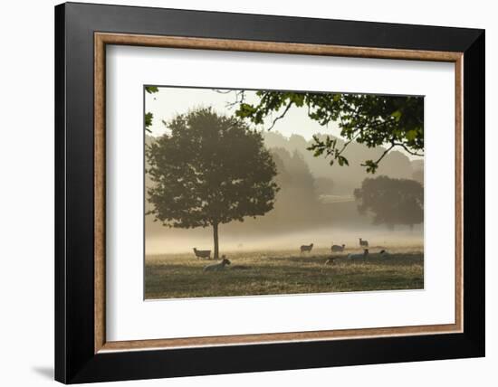 Morning Mist, Sheep Feeding, Eden Valley, Cumbria, England, United Kingdom, Europe-James Emmerson-Framed Photographic Print