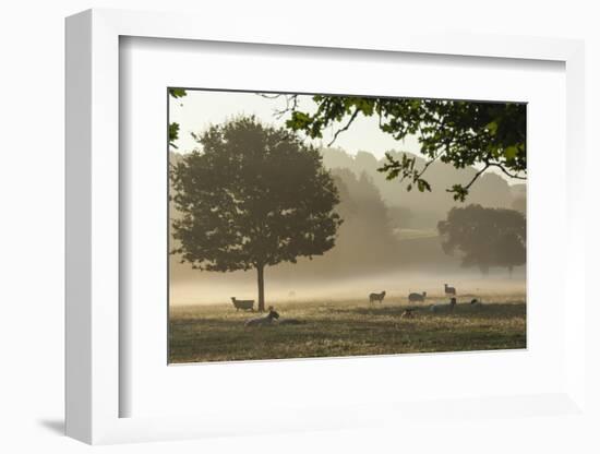 Morning Mist, Sheep Feeding, Eden Valley, Cumbria, England, United Kingdom, Europe-James Emmerson-Framed Photographic Print