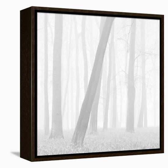 Morning Mists I-Doug Chinnery-Framed Premier Image Canvas