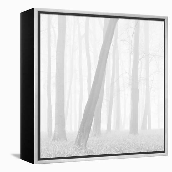 Morning Mists I-Doug Chinnery-Framed Premier Image Canvas