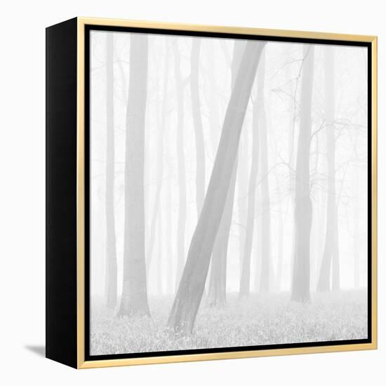 Morning Mists I-Doug Chinnery-Framed Premier Image Canvas
