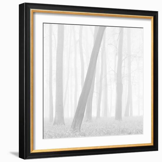 Morning Mists I-Doug Chinnery-Framed Photographic Print