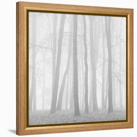 Morning Mists II-Doug Chinnery-Framed Premier Image Canvas