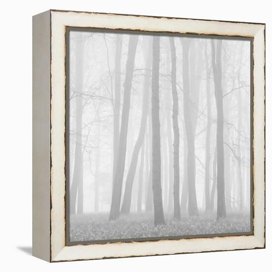 Morning Mists II-Doug Chinnery-Framed Premier Image Canvas