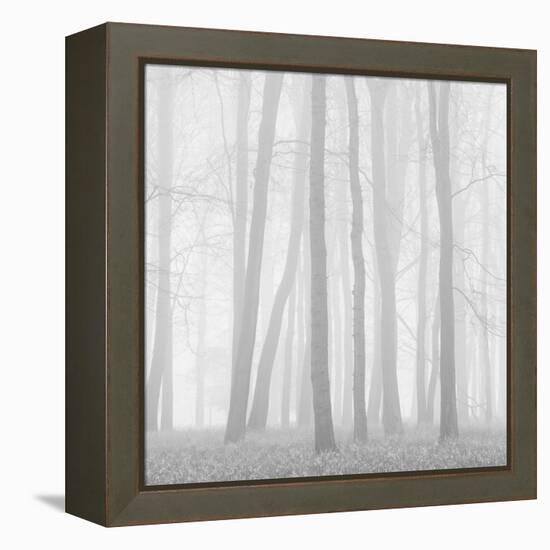 Morning Mists II-Doug Chinnery-Framed Premier Image Canvas