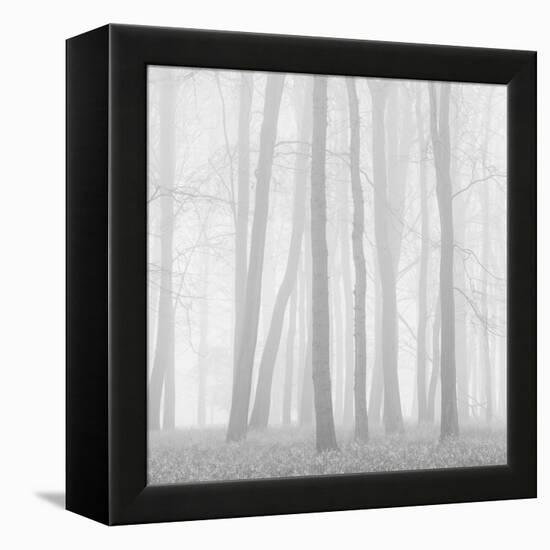 Morning Mists II-Doug Chinnery-Framed Premier Image Canvas