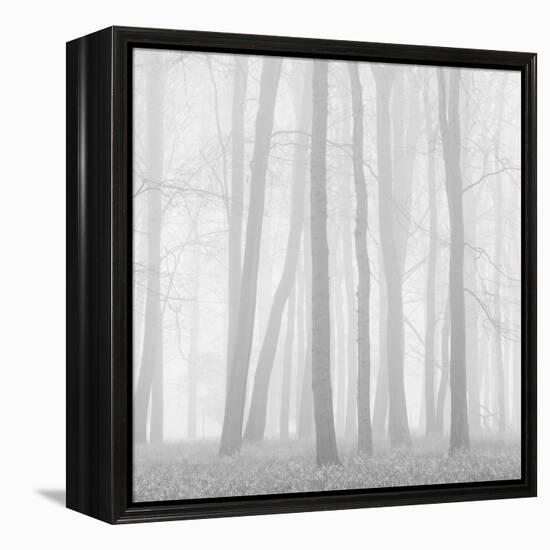 Morning Mists II-Doug Chinnery-Framed Premier Image Canvas