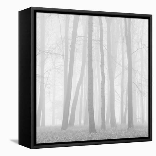 Morning Mists II-Doug Chinnery-Framed Premier Image Canvas