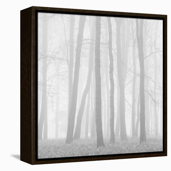 Morning Mists II-Doug Chinnery-Framed Premier Image Canvas