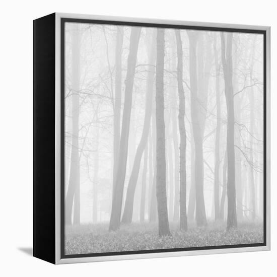 Morning Mists II-Doug Chinnery-Framed Premier Image Canvas